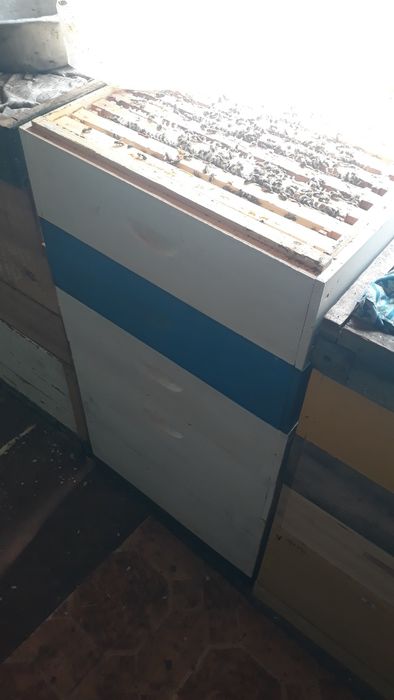 F1 бджоломатки,матки пчеломатки плідні італійки кордован