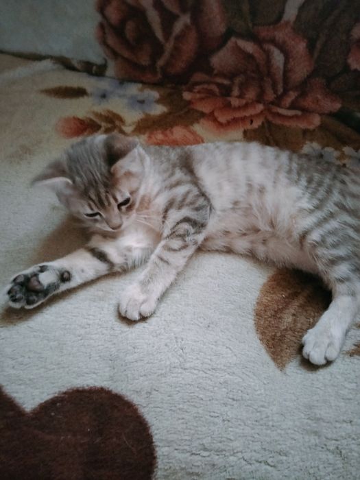 Британська срібляста шиншила мраморний хлопчик