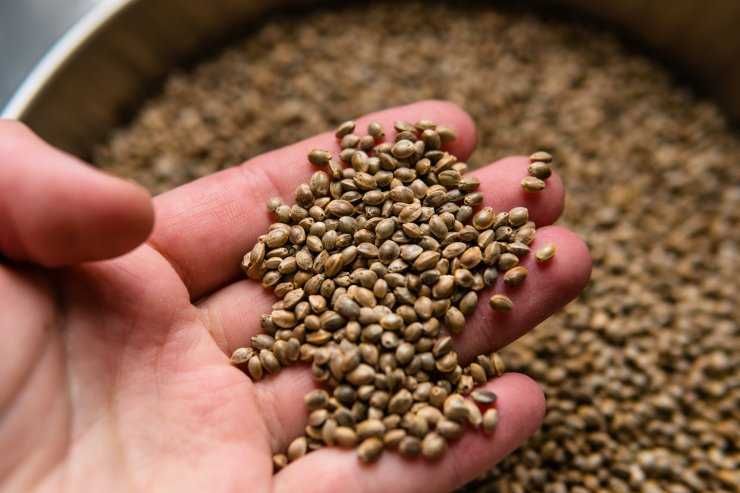 Насіння коноплі для рибалки від виробника! | Макуха семян конопли