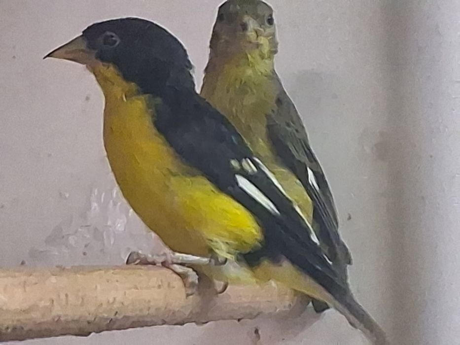 Kanarek i Czyżyki Spinus Atrata i Spinus Psaltria jouyi