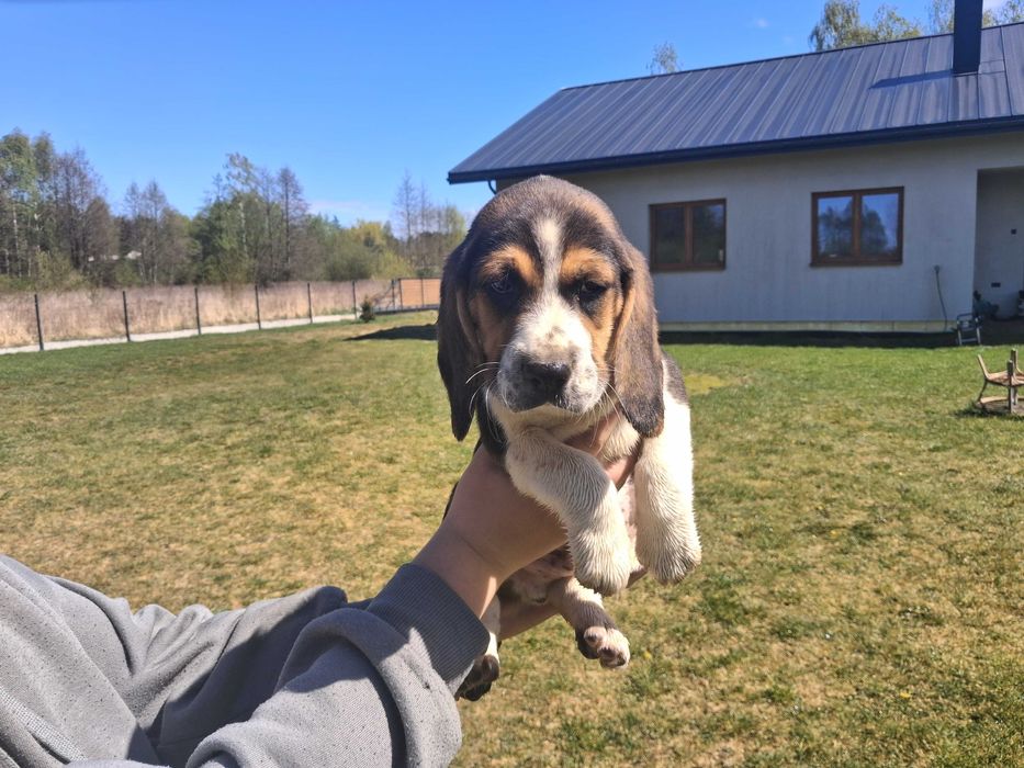 Szczeniak Beagle