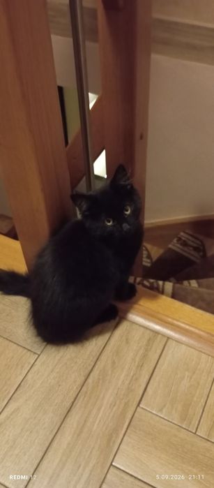 Oddam kotki w dobre ręce