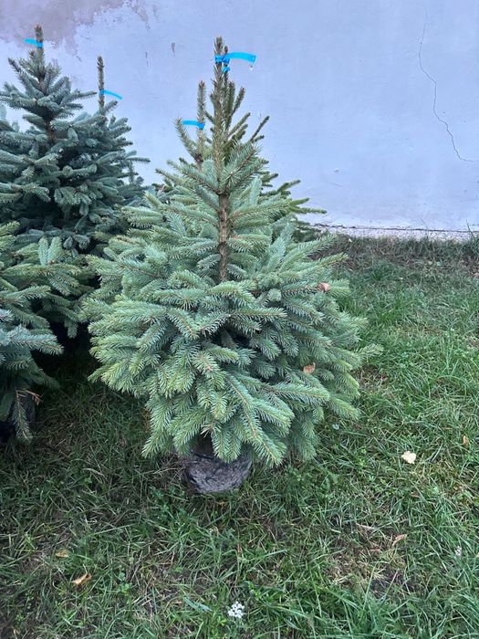 Świerk kaibab , klujacy , srebrny, plantacja