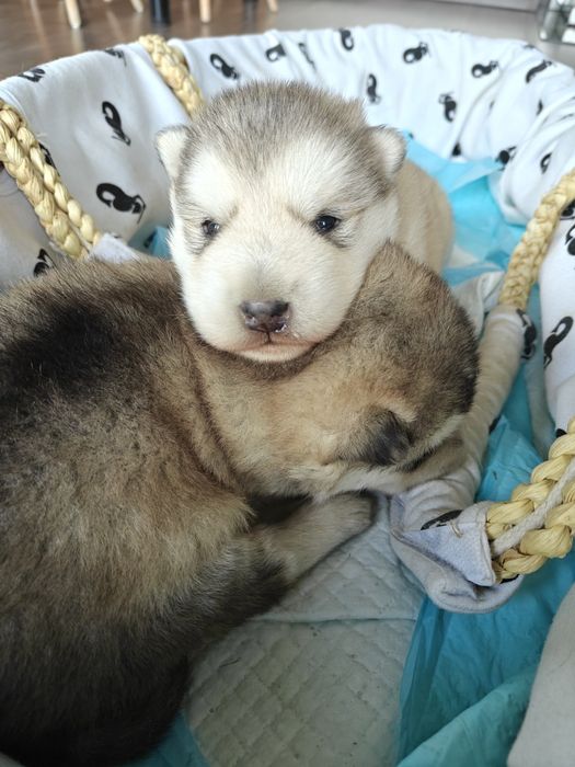 Alaskan Malamute