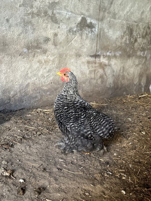 Garnizé Pekin (bantam) puro