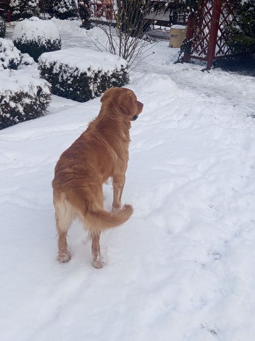 Golden retriever