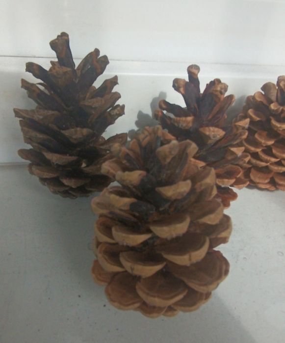 Szyszki, szyszki do dekoracji