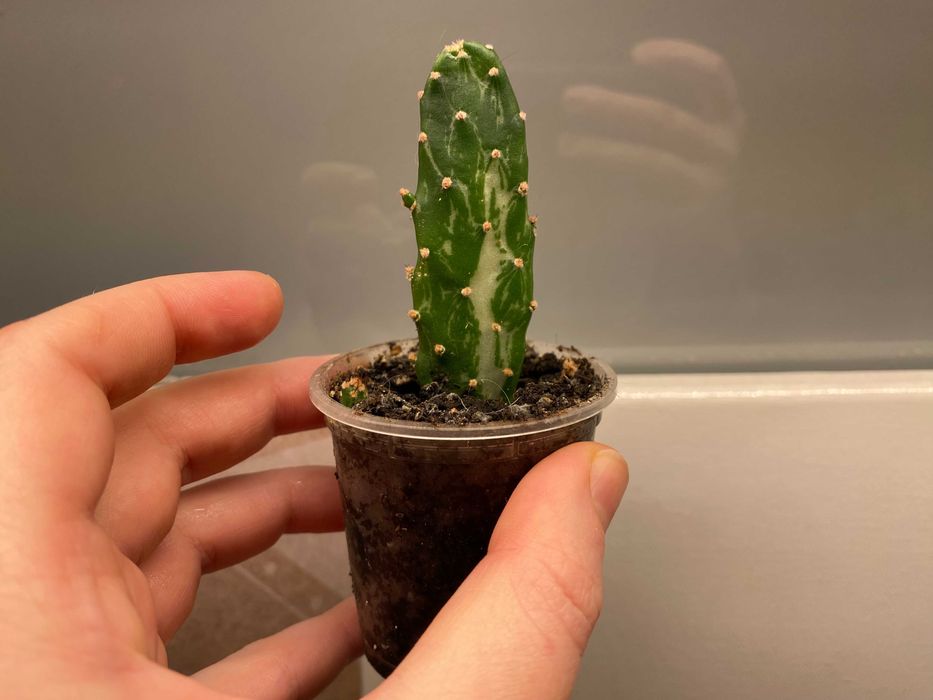 Kaktus Opuntia monacantha variegata