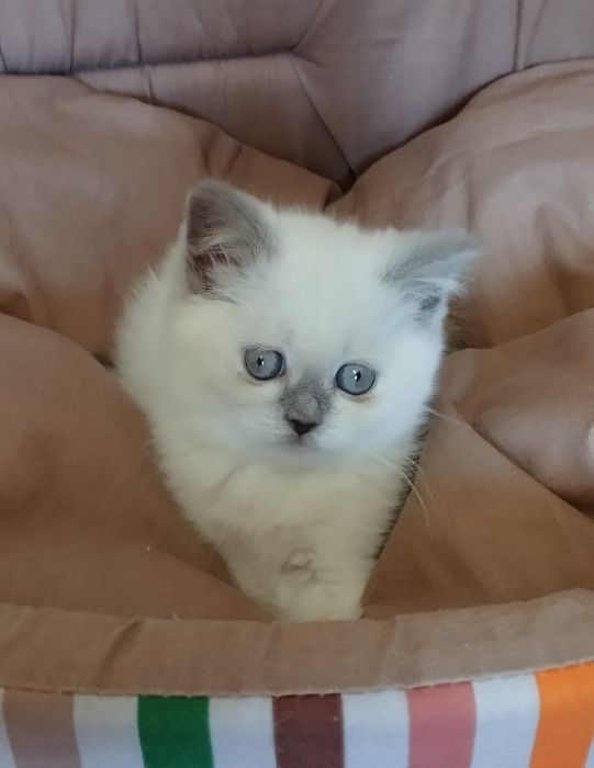 Шотландские скоттиш фолд и страйт девочки
