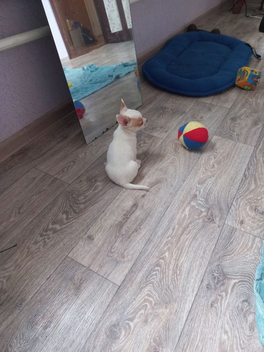 Чихуахуа щенки, девочка и мальчик