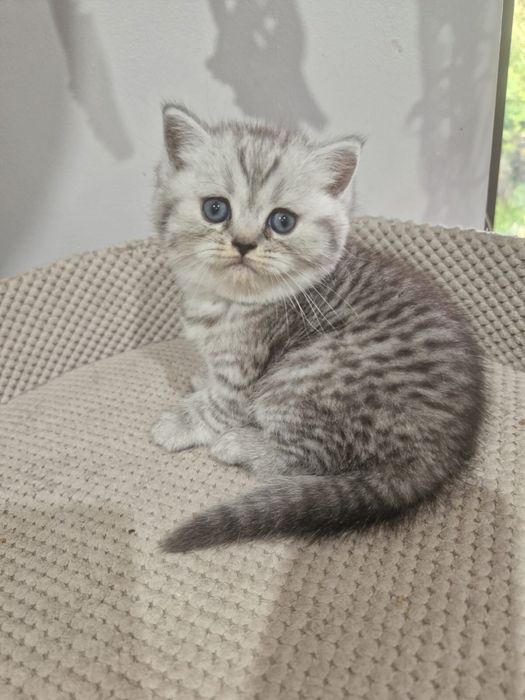 Kocur kot brytyjski pregowany