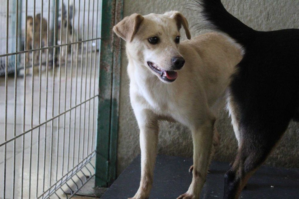 000886 Alina do adopcji