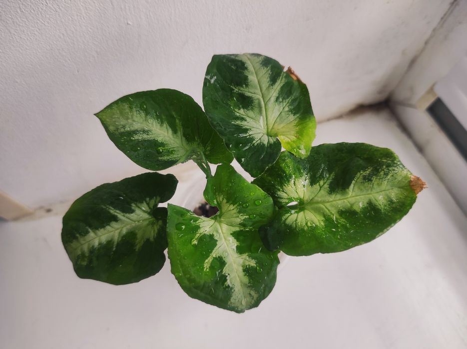 Syngonium Scrambled eggs, Замиокулькас от вар. растения