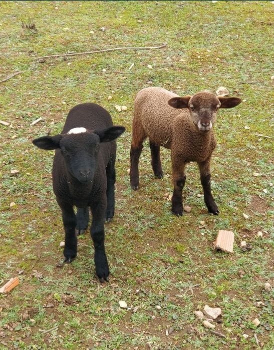 Borregos qualidade para criação