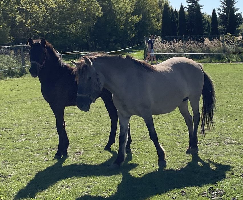 Klacz konik polski 11 letnia