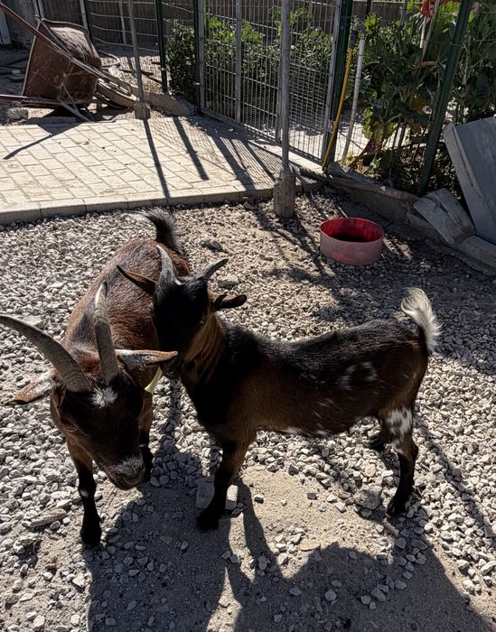 Cabritinho anão para mudar de quinta