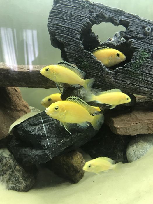 Лабидохромис Еллоу Цихлиды малави , єллоу .