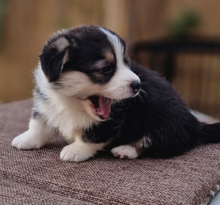 Вельш Корги Пемброк