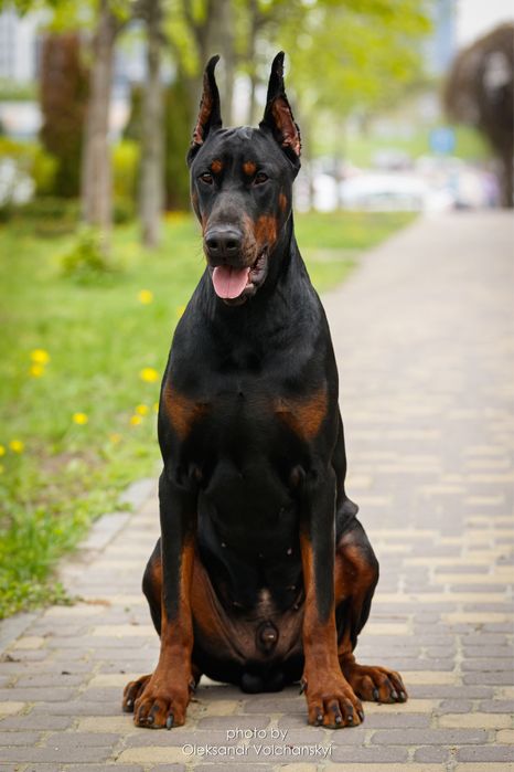 Вязка Доберман КСУ FCI
