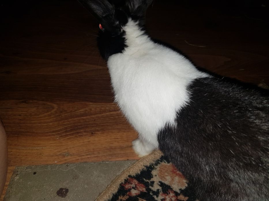 Ogłoszenie prywatne