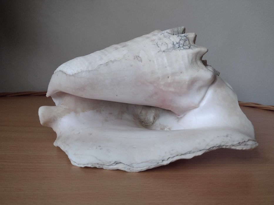 Akwarium muszla morska 23,5cm Warszawa