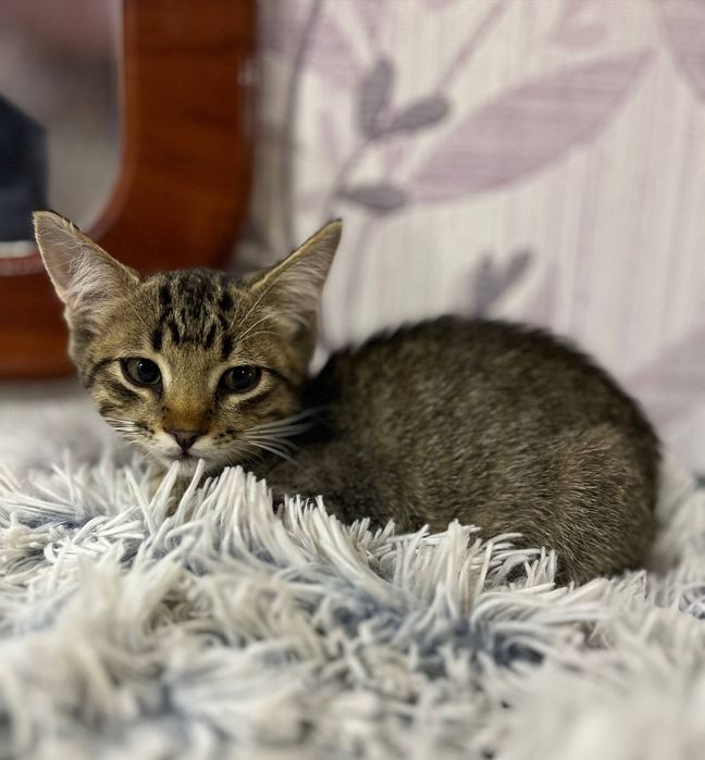 котенок в поисках семьи. котята ищут дом