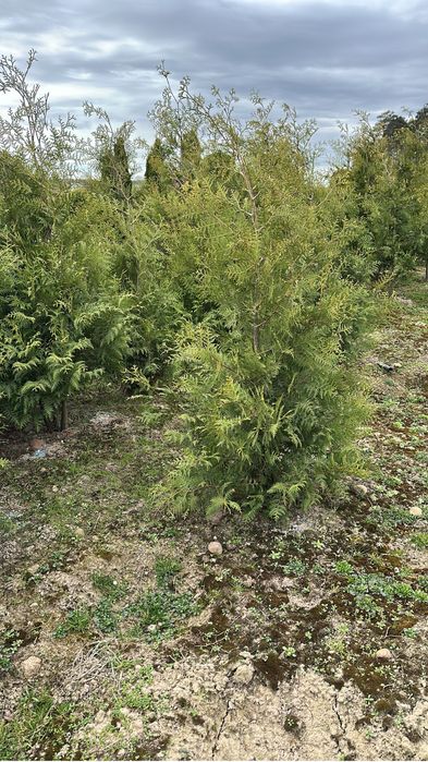 Tuja Thuja Brabant 200 cm