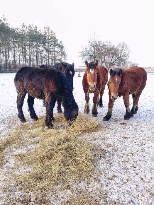 Sprzedam konie zimnokrwiste