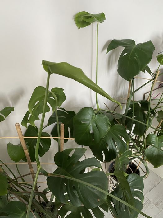 Monstera XXL zdrowa