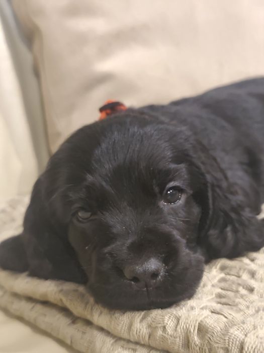 Menino Cocker fofinho
