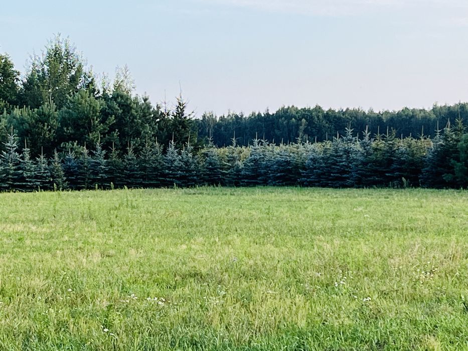 Zdjęcie 5
