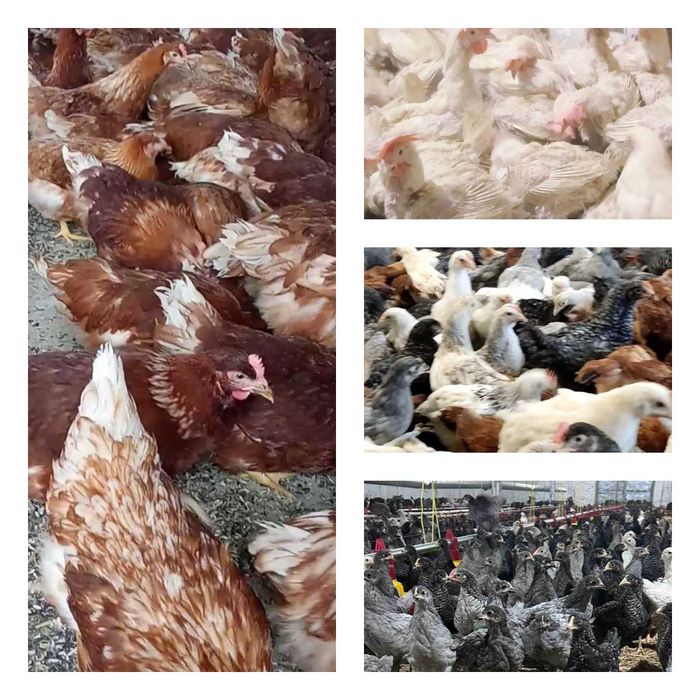 Продам кури несушки! Доставка безкоштовна. Тростянець!