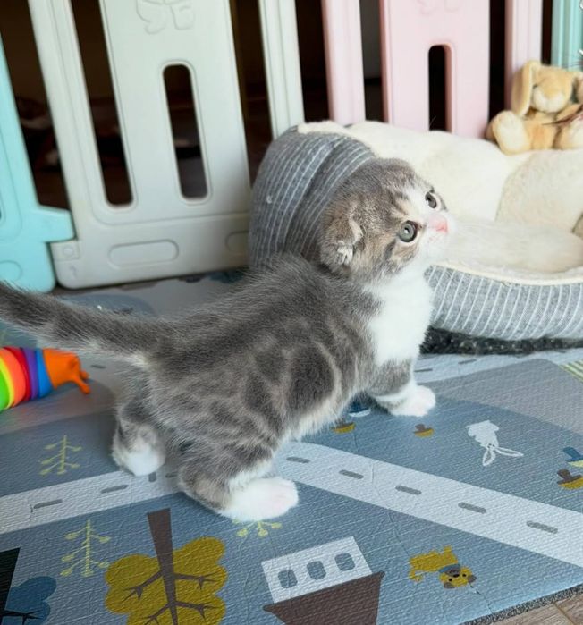 Продам вислоухих котят