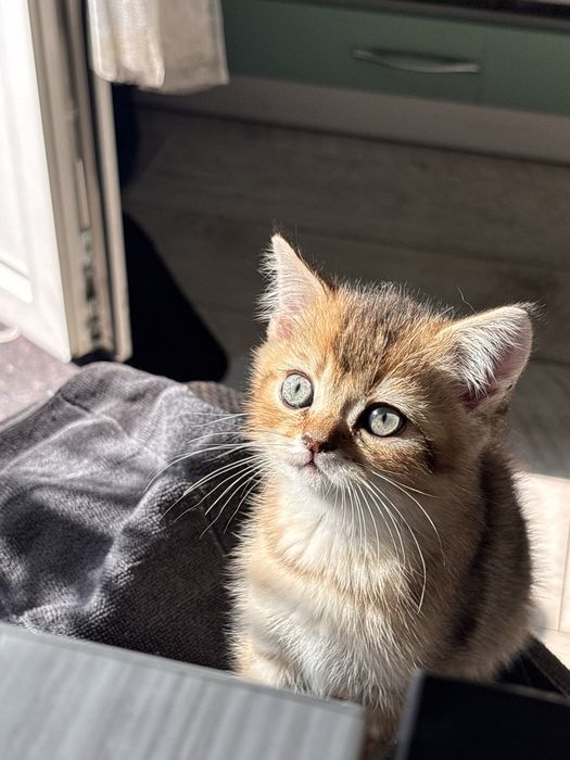 Шотландське кошеня