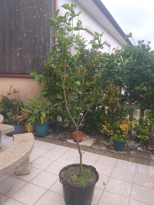 Limoeiro  grande com fruto