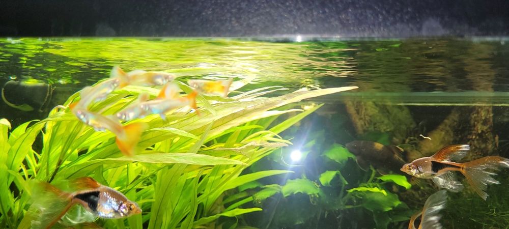 Gupiki albino topaz