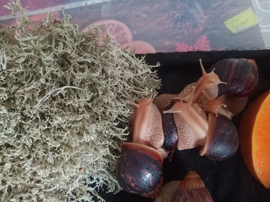 Равлики хатини іммакуляти