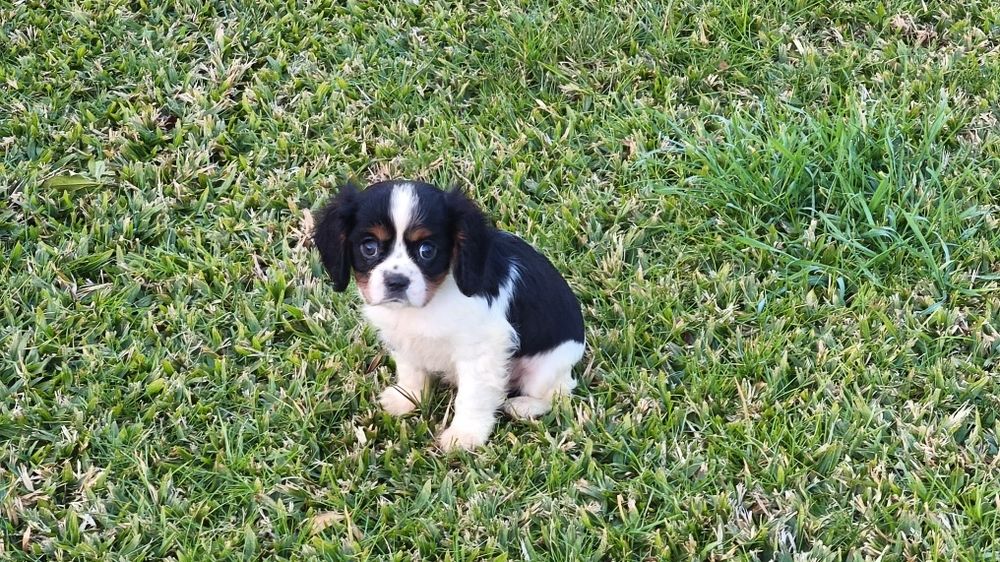 King Charles cavalier macho tricolor