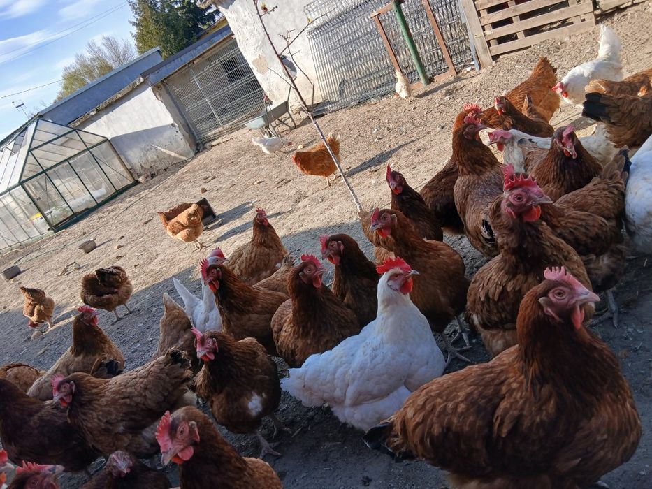 Sprzedam kury nioski