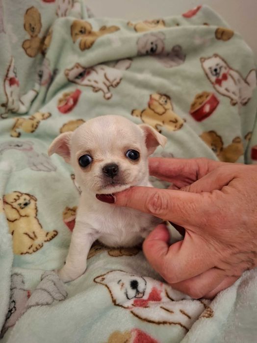 Chihuahua sunia kremowa krótkowłosa, FCI ZKWP