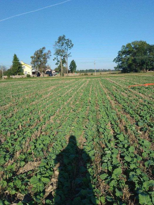 Usługa siewu pasowego strip till