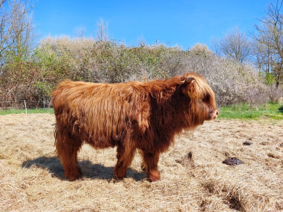 Byk Highland Cattle szkockie krowy