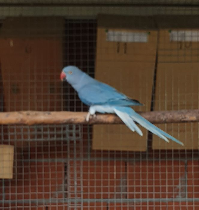 Vários Ring necks adultos e novos