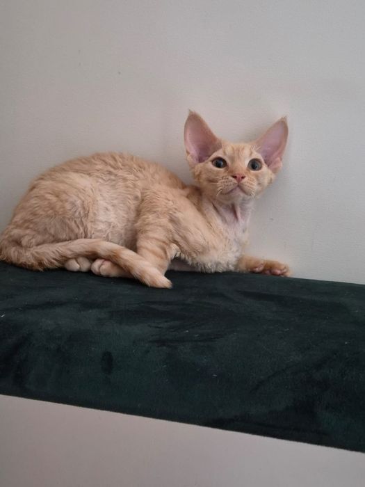 Kot devon rex, rudy kocurek FPL, FIFE