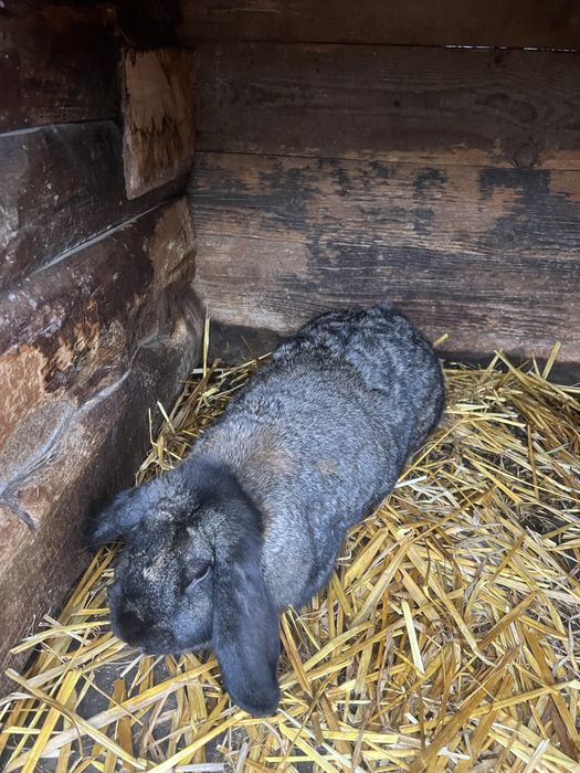 Самка Французкий баран