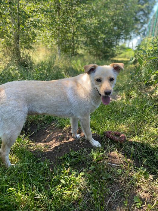 Lulu do adopcji
