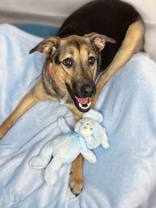 Кімі шукає найкращу родину