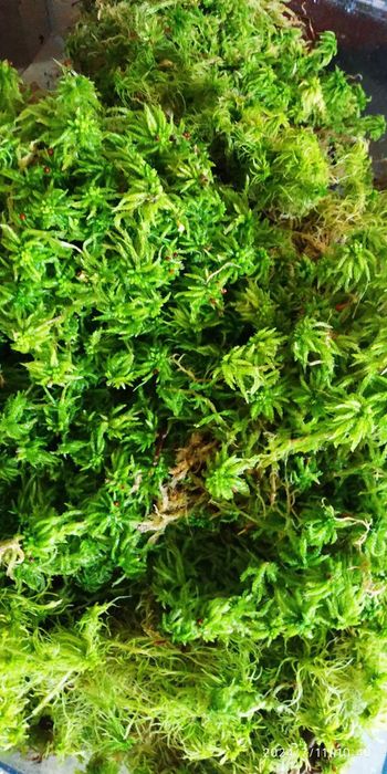 Сфагнум мох живий спагмосс жирний пушистий свіжий свежий  для орхидей