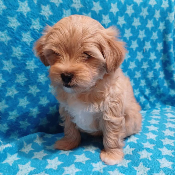 Щенки мальтипу звоните