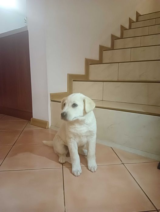 Oddam w dobre ręce szczeniaka